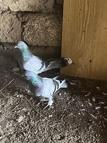 hələb keçilərin qiyməti: Təmiz göylərdi cütdülər cütü 25m ünvan maştağa — 1