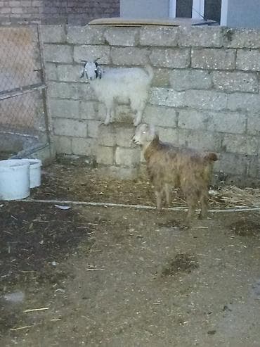 arpa satisi: Salam saglam arpa yonca yeyen çepişlerdi qiymet 1 ne aiddir real — 2