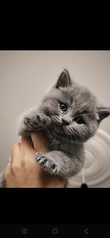 Britan, Erkək, Yaxşı əllərə, Ödənişli çatdırılma lalafo.az -da Britan, Erkək, Yaxşı əllərə, Ödənişli çatdırılma