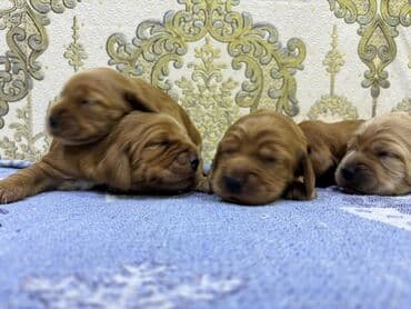 cocker spaniel qiymeti: Koker spaniyel, 1 ay — 5