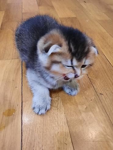 pişik satisi 2019: Şotland yastı qulaq, Dişi, Ünvandan götürmə — 3