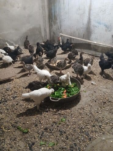 kənd colpalari: Salam Hinduşka balaları satılır 30 dənədi ünvan Kürdəxanı 25 — 3