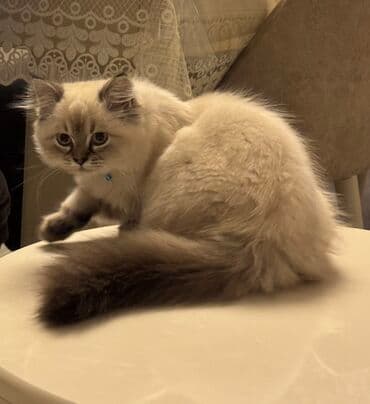 şotlant pisiyi: Britan — 2