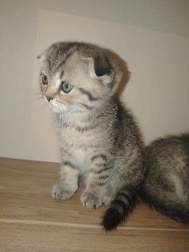 Scottish Fold və British Shorthair balaları - Cins: Scottish Fold