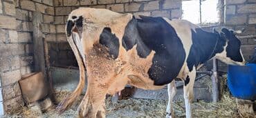 Коровы, быки: Теленок, Самец, Simental, месяцев: 6, Для мяса — 10