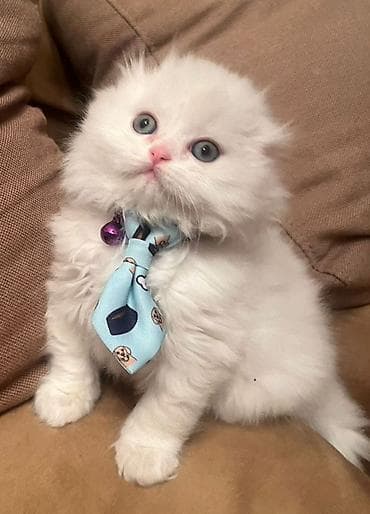 tuksuz pisik: Britaniya uzun tüklü cinsinin balaları - Növ: ev pişiyi, uzun tüklü — 3