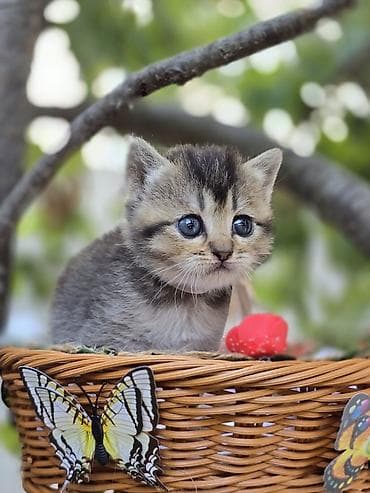 золотая шиншилла: Британская, Самка — 4