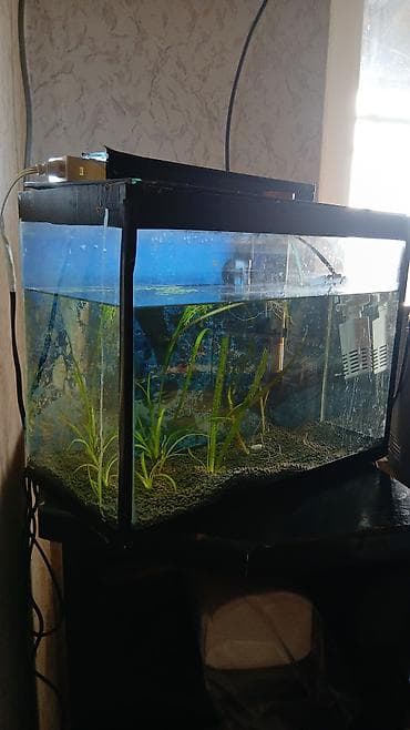 su heyvanları: Akvaryum dəsti 40 uzunu 30 hundurluk,20 eni,qapaqi,qapaqinda isiqi,su — 2
