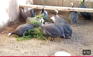 Məhsul: Hind toyuğu (Qvineya toyuğu) sürüsü Təsvir: - Növdən asılı