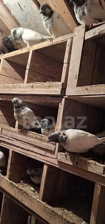 quşxana satılır: Tecili satlir pakistan 25 30 arsdi tegdirem ucan hevanldi tek tek — 1