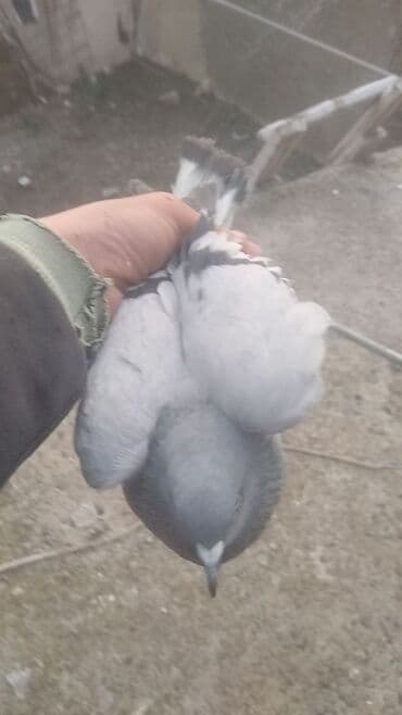 Tata: - Məhsul: Ev güvəni/peykan göyərçin (ağ rəngli, qara ləkəli) - — 3