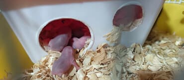 i̇t balası xaski: Salam gördüyünüz cunqar hemsdırları sahipləndirilir kariçnivi ananın 4 — 1