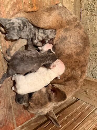 Amerikan buldoqu, 1 ay, Peyvəndli, Ödənişli çatdırılma