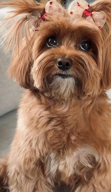 ramanov qoyun satisi: Maltipoo itinləri üçün yumşaq trikotaj başlıq – çiçəkli model — 5