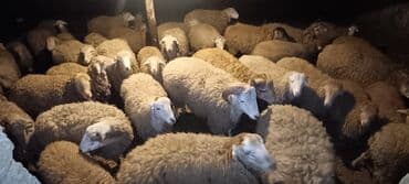 Satılır: Quzu sürüsü - Növ: Yerli ətlik–yunuq quzuler (qarışıq). -