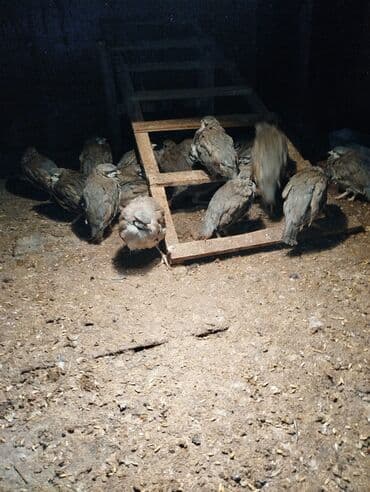 hinduska yumurtasi nece gune cixir: 3.aydan çox du tam sağlamdır yerim yoxdu satram tam sağlam keklikdiler — 3