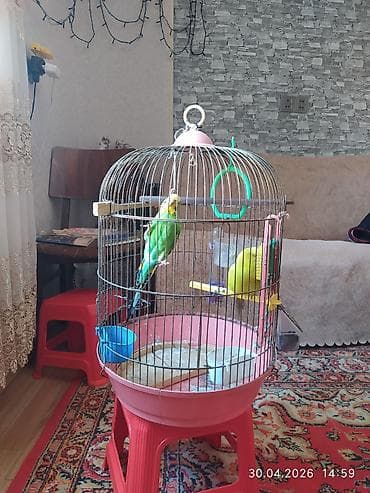 daniwan papuqay: Məhsul: Dalmatinsiz dalğalı papuqay cütü (budgerigar/“volnıstıy”) - — 6