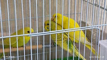 Gəmiricilər: Valnitsi tutuquşulardi bala quşlardi sari quş digərlərindən — 1