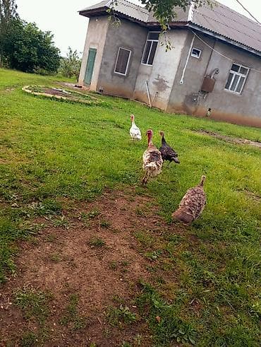 inek sekilleri: Dişi, Yumurtalıq, Ünvandan götürmə — 2