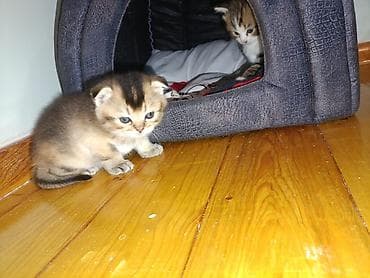 где можно купить котенка: В добрые руки — 1