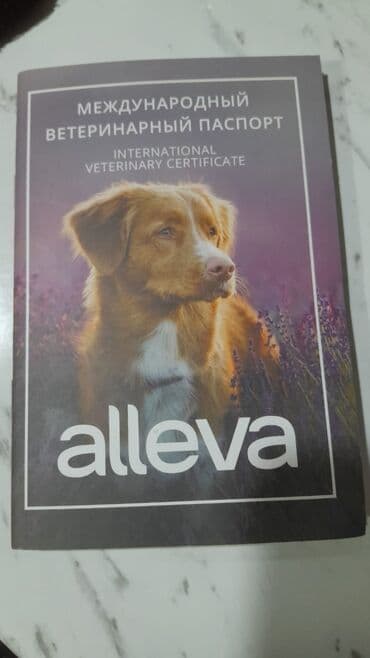 afcarka sekilleri: Pudel, 3 ay, Dişi — 4