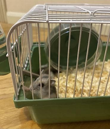 Грызуны: 🐹 Hamsterlər(cunqarik) + qəfəs (tam dəst) – ƏLAVƏ HƏDİYYƏLƏR 🐹 2 ədəd — 1