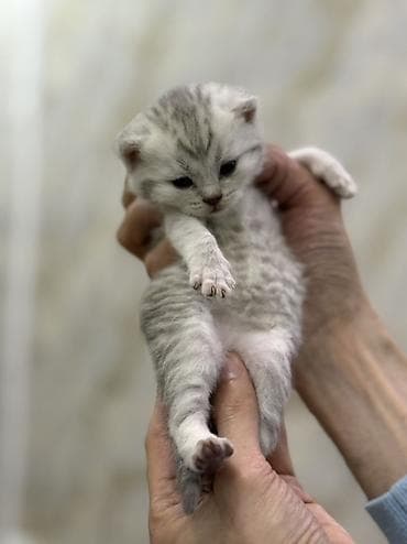 pişik adları azeri: Şotland, Erkək, Dişi — 7