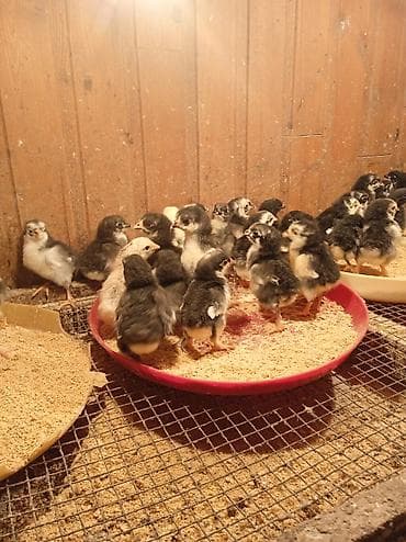 dekorativ quşlar: Toyuq cücələri, Damazlıq — 2