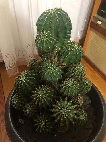 высокий кактус: Echinopsis (Kirpi kaktus) – çoxlu pöhrəli, iri ölçülü dekorativ kaktus — 2