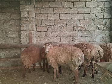 qoyun: - Cins: yerli quyruqlu (yağlı quyruq) - Tip: ana qoyunlar da var — 3