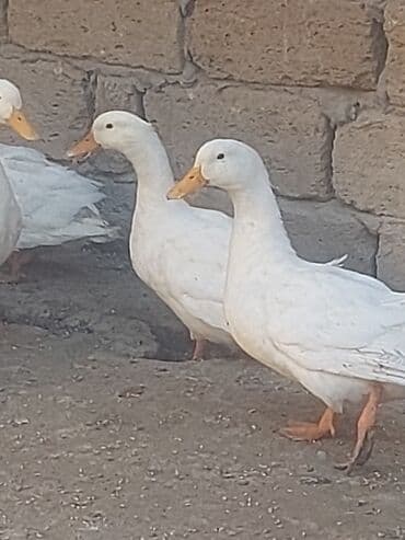 хаски цена в баку: Курица, Для мяса, Самовывоз — 6