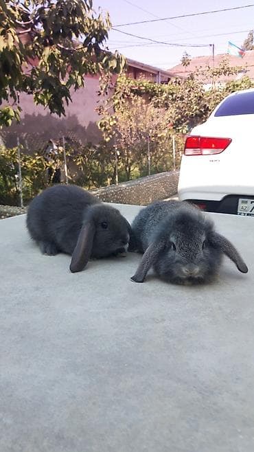 qefes boyuk: Təmiz qan mini lop-20man,sadə dik qulağ-10 man.Rənqlər-açiq — 3