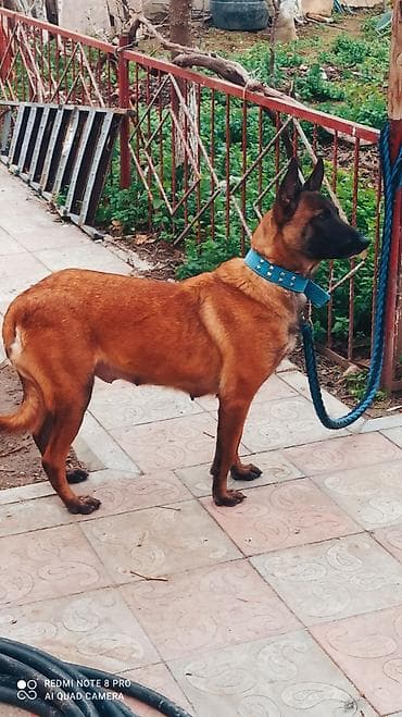 тибетский мастиф цена в баку: Бельгийская овчарка, 2 года, Самка, С прививками, Самовывоз — 5