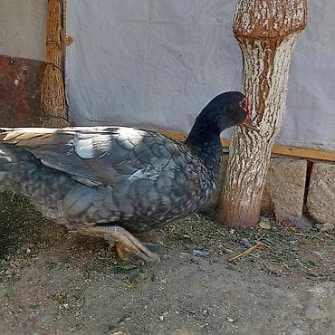 balaca sirin itler: Təmiz Qan Orginal Macar sortu 6 Aylıq Fərədi tam sağlam aktiv Fərədi — 1