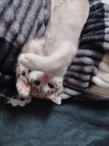 отдам в добрые руки котенка: Erkək, Yaxşı əllərə, Ünvandan götürmə — 3