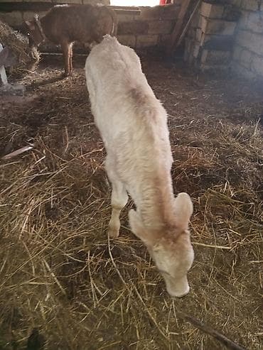 Dana, buzov, Erkək, Simental, ay: 1, Ətlik