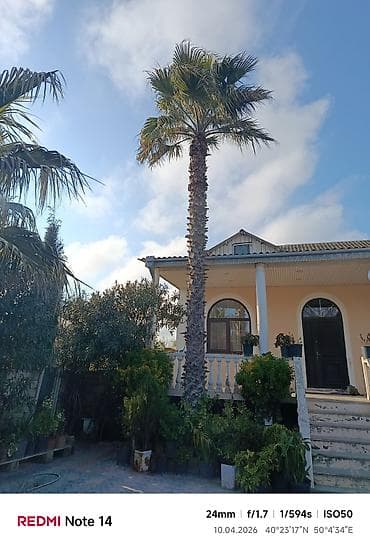 Məhsul: Hündür dekorativ palma ağacı (Washingtonia tipli fan-palması) lalafo.az -da Məhsul: Hündür dekorativ palma ağacı (Washingtonia tipli fan-palması)