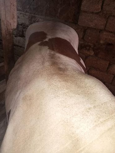 erkek: Super vəziyyətdə qurbanığa tam şəkildə yararlı erkək danadı.dana — 10
