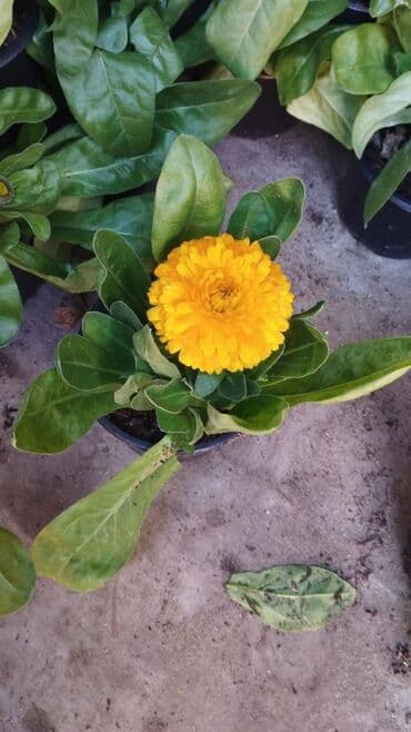 suni ot ortuyu satisi: Gubrelerin satişi ela torfdu kisesin 3manatda ededle satram çox alana — 5