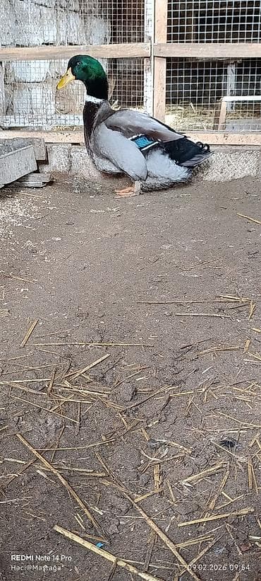 golden retriver it: Erkək, Damazlıq — 3