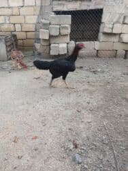 quş qefesleri: Cins: Uzunboyun yerli döyüş tipli toyuq-quş (xanxır/mix) Təsvir: - — 9