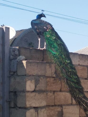 cins ineklerin qiymeti: Salam aleykum. Satışda bir cüt ağ, bir dənə qaraqanad dərəsi var — 16