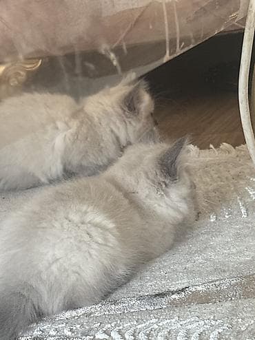 Pişiklər: Ragdoll/Pers cinsin qarışığ gözəl balalari satılır. Bilən bilir təmiz — 3