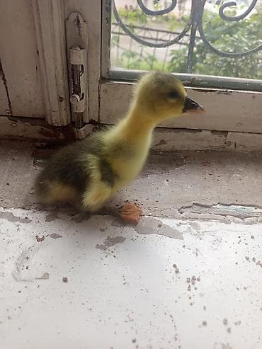 bildirçin quşu: Qaz ördək cücə satılır isteyen yaza elaqe saxlaya biler — 4