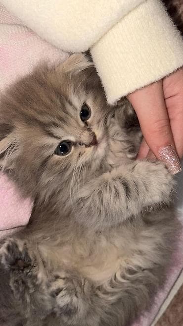 Britan yastı qulaq lalafo.az -da Britan yastı qulaq