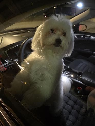 meydan itleri: Malta bolonka, 10 ay, Erkek, Cütləşmə üçün — 3