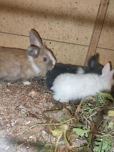 it balalari satilir: Karlik katolik qalmadı Dovşanlar satılır artirmağa əla fürsətdi — 8