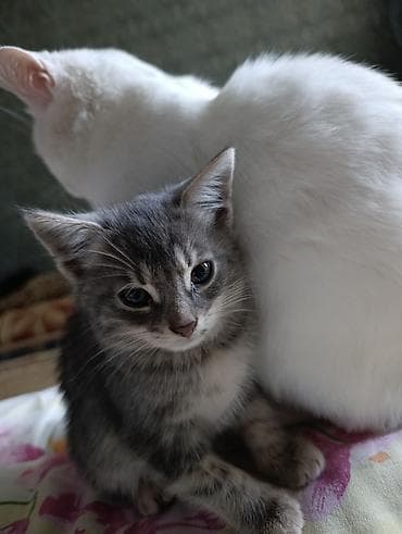 pers pisikler: Yaxşı əllərə — 3
