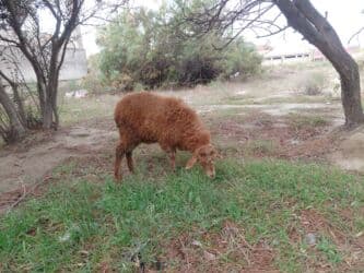 balasına süd vermeyen qoyun: Qoyunlar – yerli ətlik/südlük sürüdən - Növ: yerli qoyun (qəhvəyi — 5