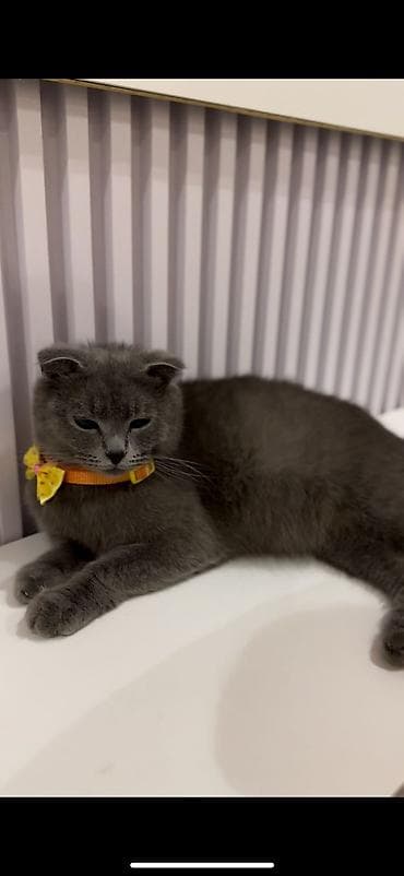 van pisiyi satilir: Şotland, Dişi, Ödənişli çatdırılma — 1